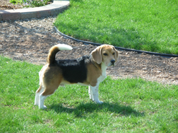 Sam the Beagle